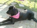 Labrador retriever Keiko