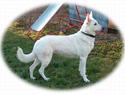 Hvid Schweizisk Hyrdehund Jessie