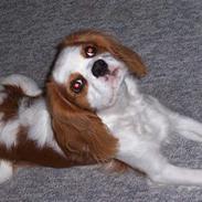 Cavalier king charles spaniel Simba