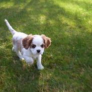 Cavalier king charles spaniel Simba