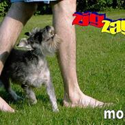 Dvaergschnauzer Molly