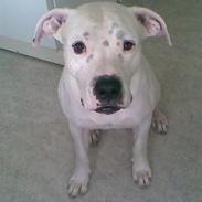 Dogo argentino *DOGO*