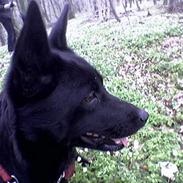 Australsk kelpie Whyalla´s Black Cita