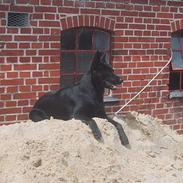 Australsk kelpie Whyalla´s Black Cita