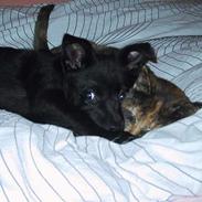 Australsk kelpie Whyalla´s Black Cita