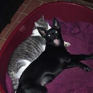 Australsk kelpie Whyalla´s Black Cita