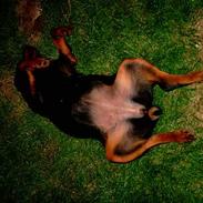 Rottweiler Bonnie "ziko" død 1/8 2017 