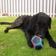 Flat coated retriever Gonzo