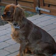 Cavalier king charles spaniel Nemo (død, 2011)