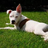 Amerikansk staffordshire terrier Sheba