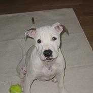 Amerikansk bulldog Chanel