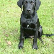 Labrador retriever tiko