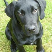 Labrador retriever tiko