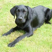 Labrador retriever tiko