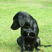 Labrador retriever tiko
