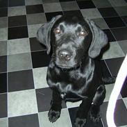 Labrador retriever tiko