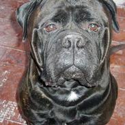 Bullmastiff Boss