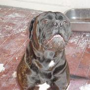 Bullmastiff Boss