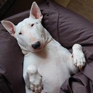 Bullterrier Diva *Himmelhund*