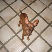 Dvaergpinscher Pippi