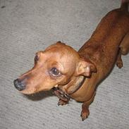 Dvaergpinscher Pippi