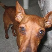 Dvaergpinscher Pippi