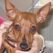 Dvaergpinscher Pippi