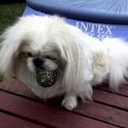 Pekingeser teddi