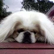 Pekingeser teddi