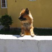 Eurasier Iza