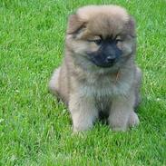Eurasier Iza