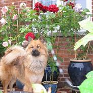 Eurasier Iza