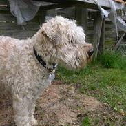 Irish softcoated wheaten terrier Fiddik *DØD*