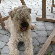 Irish softcoated wheaten terrier Fiddik *DØD*