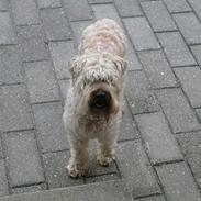 Irish softcoated wheaten terrier Fiddik *DØD*