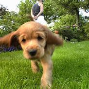 Cocker spaniel Petit