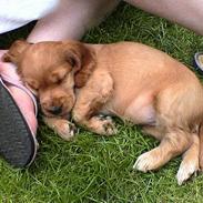 Cocker spaniel Petit