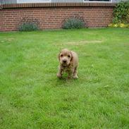 Cocker spaniel Petit