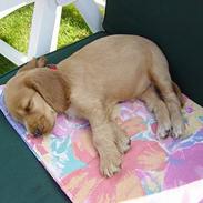 Cocker spaniel Petit