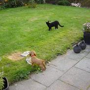 Cocker spaniel Petit