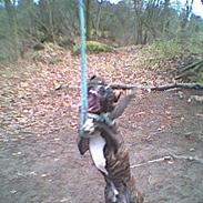 Amerikansk staffordshire terrier Dingo
