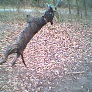 Amerikansk staffordshire terrier Dingo