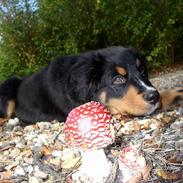 Berner sennenhund Rex