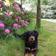 Berner sennenhund Rex