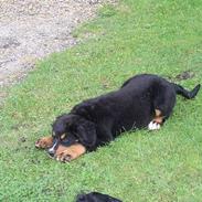 Berner sennenhund Rex