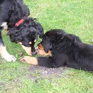 Berner sennenhund Rex