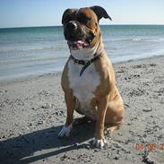 Amerikansk bulldog Mischa