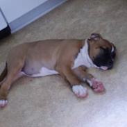 Amerikansk bulldog Mischa