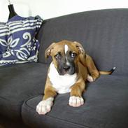 Amerikansk bulldog Mischa