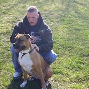 Amerikansk bulldog Mischa